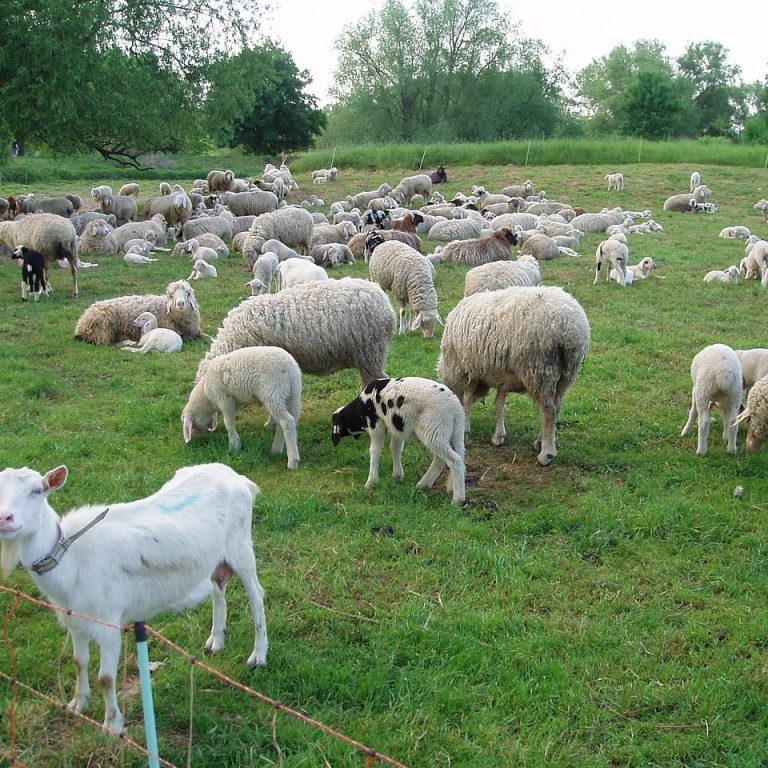 Weidezaun - Tierzucht - Stallbedarf